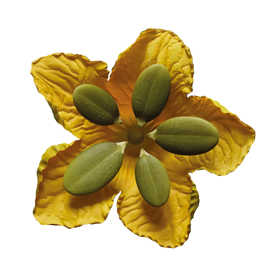 Beauty render MONKI BIO Pumpkin seed butter